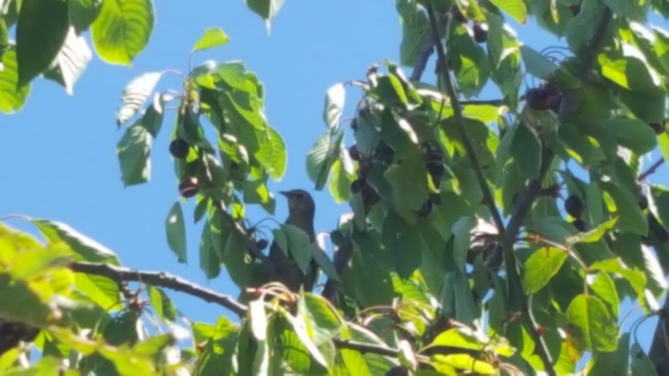 Groepje onbekende vogels